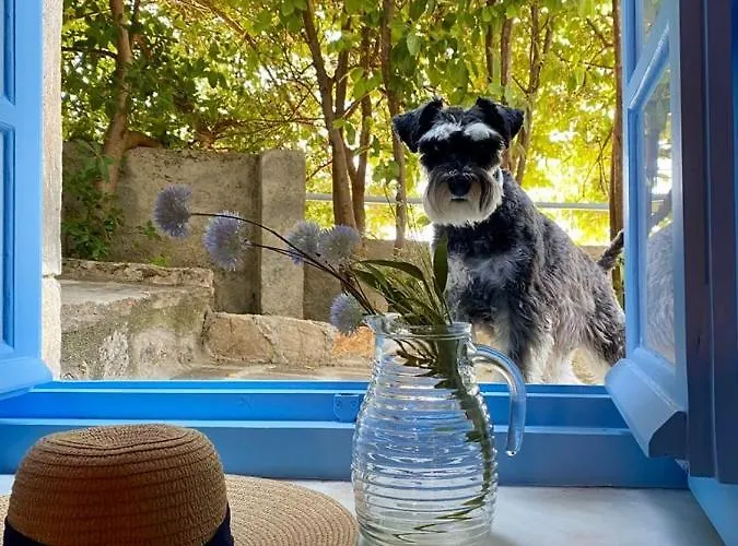 O Gatos Lejlighed Pera Melana